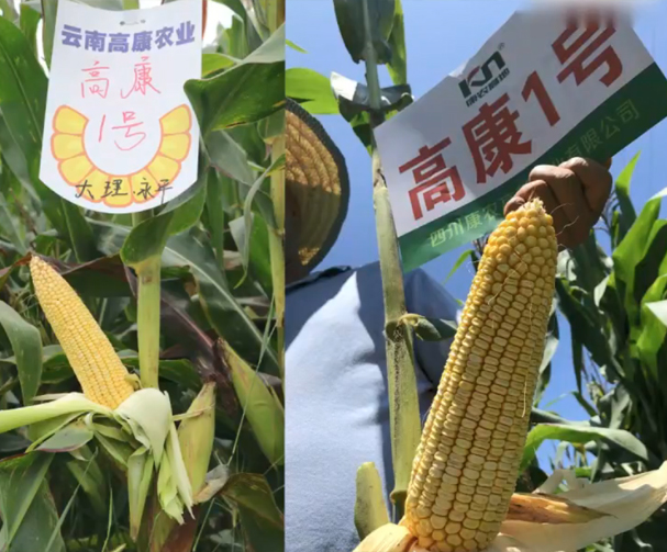 高康1号玉米基地