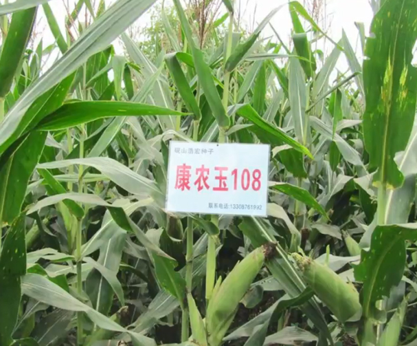 康农玉108玉米基地