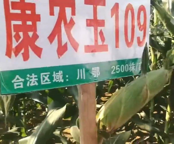 康农玉109玉米基地