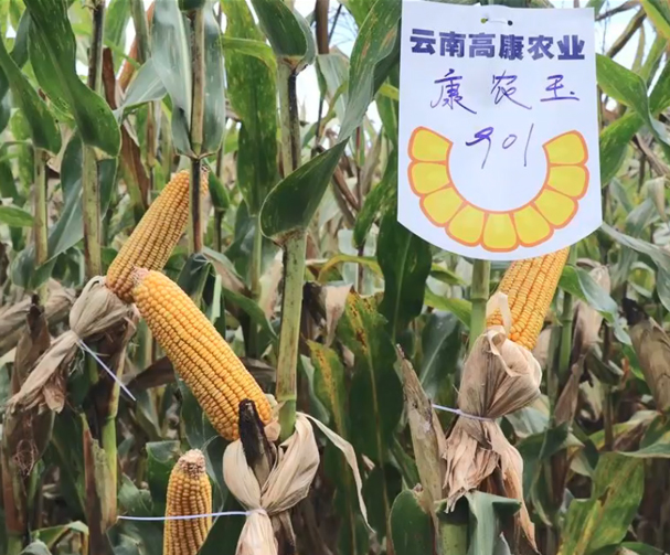 康农玉901玉米基地