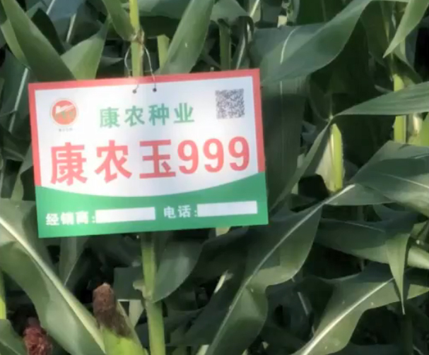 康农玉999玉米基地