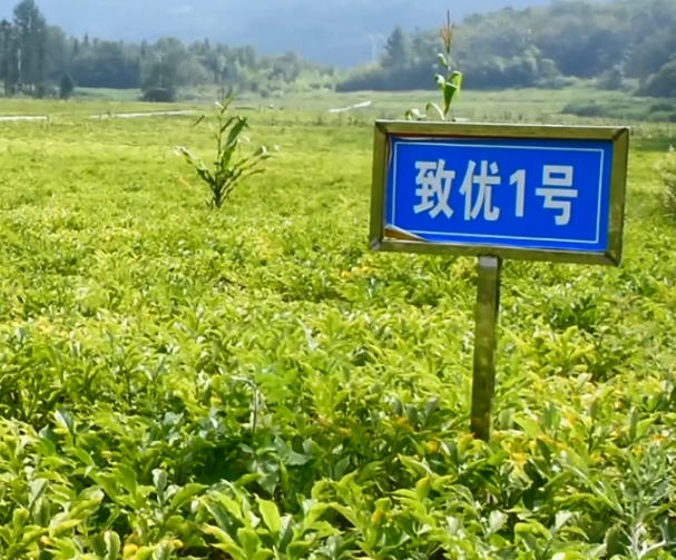 致优1号魔芋基地