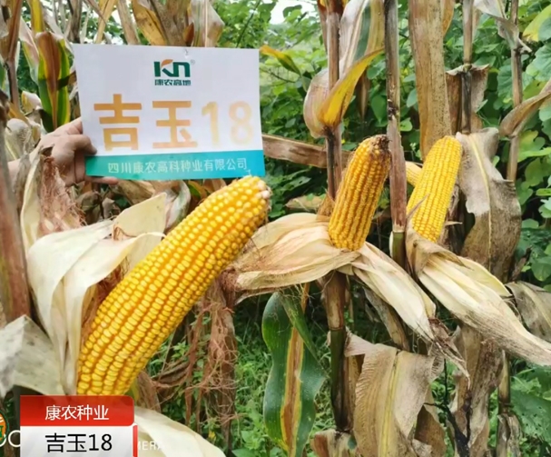 吉玉18玉米基地