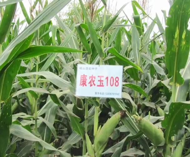康农玉108玉米基地