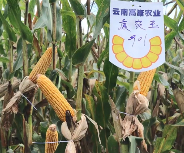 康农玉901玉米基地