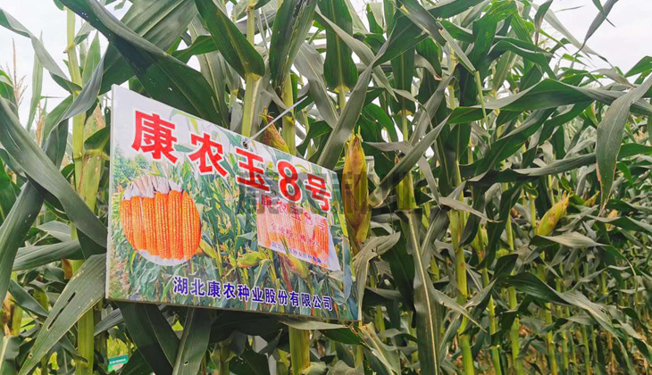 康农玉8号
