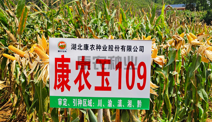 康农玉109