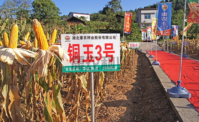 Tongyu No. 3