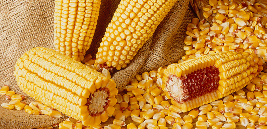 corn