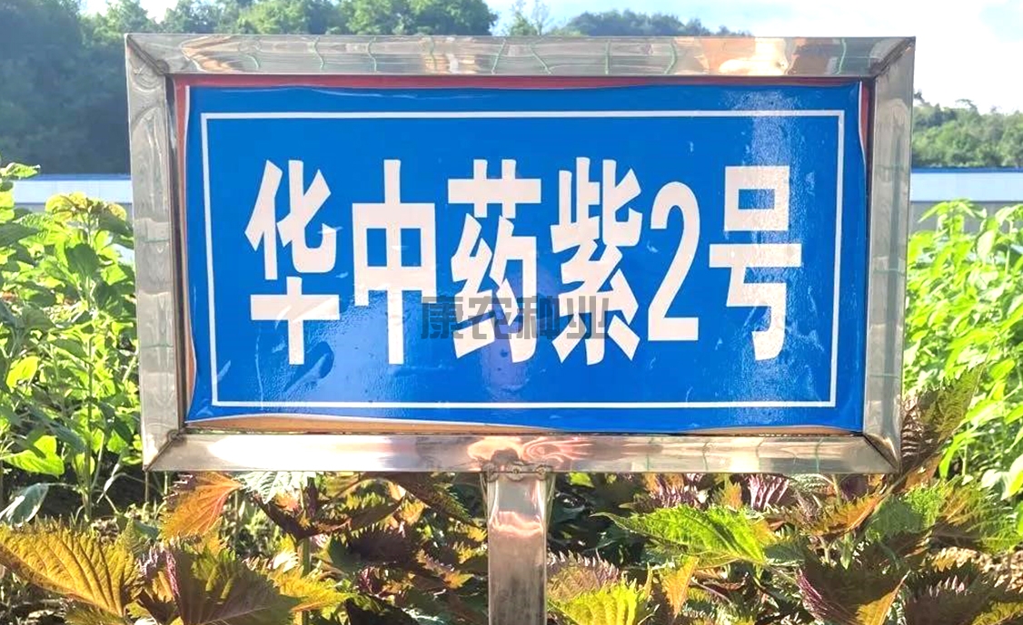 Huazhong Medicine Purple No. 2