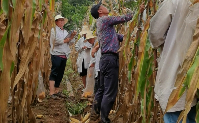 Joy of harvest