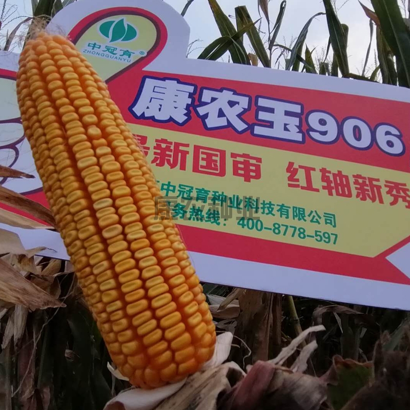 Connon Corn 906