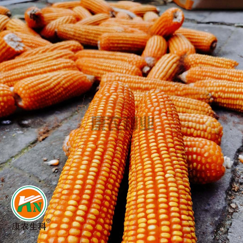 Connon Corn No. 8
