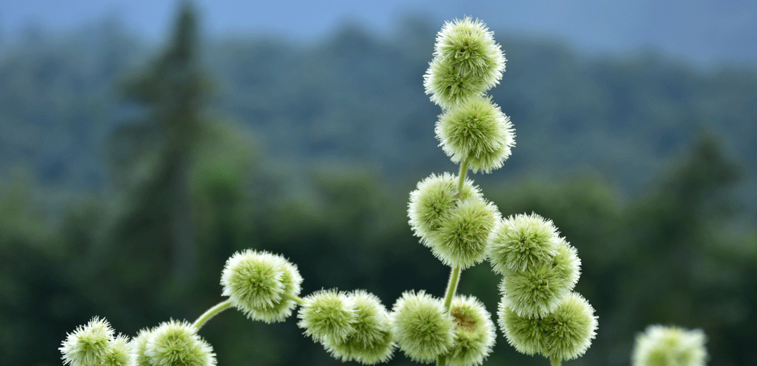Medicinal herbs